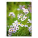 Sök efter fotograferar posters Blommor