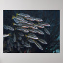 Sök efter två fisk posters Fiska
