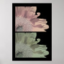 Sök efter rosa gerbera posters Vit