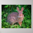 Sök efter rabbit posters Djur