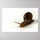Sök efter snigel posters Foto