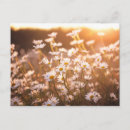 Sök efter daisy vykort Bouquet