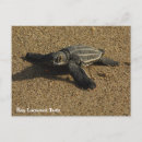 Sök efter hawksbill Hawksbill turtle