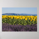 Sök efter lavendelfält posters Provence