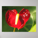 Sök efter anthurium posters Blomma