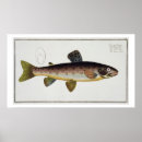 Sök efter salmo Brun