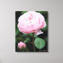 Sök efter steg canvastryck Rosa ros