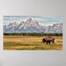 Sök efter amerikanbison Buffel