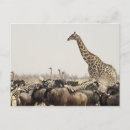 Sök efter etosha vykort Resa