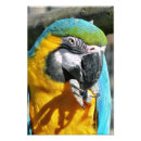 Sök efter macaws posters Papegoja