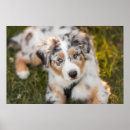 Sök efter australian shepherd posters Valp