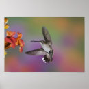 Sök efter hummingbird konst Nektar