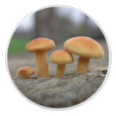 Sök efter fotografi och knoppar handtag Natur