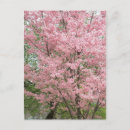 Sök efter rosa dogwood vykort Blommigt