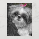 Sök efter min shih tzu fotografi Hund
