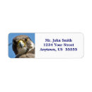 Sök efter peregrine falk Natur