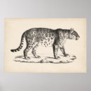 Sök efter leopard posters Vilda djur