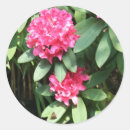 Sök efter rhododendron Fotografi