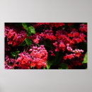 Sök efter fuschia posters Magenta