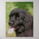 Sök efter newfoundland hund Nyf