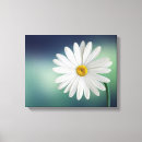 Sök efter daisy canvastryck Blommigt