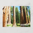 Sök efter sequoia vykort Sekvoia nationalpark