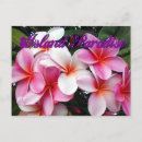 Sök efter plumeria vykort Blommor