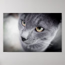 Sök efter gul katt posters För henne