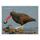 Sök efter strandfåglar posters Natur