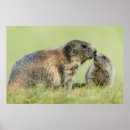 Sök efter marmota posters Gnagare