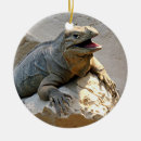 Sök efter leguan hem presenter Reptil