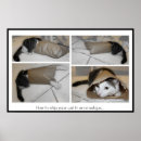 Sök efter kattfoto posters Roligt