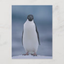Sök efter adelie Penguiner