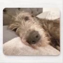 Sök efter irish musmattor Wolfhound