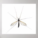 Sök efter mygga posters Malaria