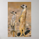 Sök efter suricate Djur