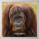 Sök efter orangutans posters Orangutaner