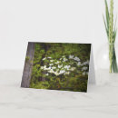 Sök efter dogwoodblomma Natur