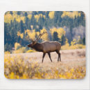Sök efter colorado musmattor Lämna