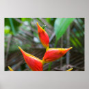 Sök efter heliconia posters Helikonia