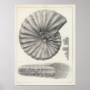 Sök efter cretaceous Fossil