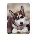 Sök efter husky magneter Valp