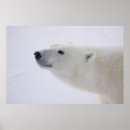 Sök efter utsatt för fara posters Djur