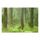 Sök efter olympic nationalpark Skog
