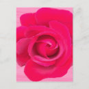 Sök efter rosa rosblomma vykort Blommig