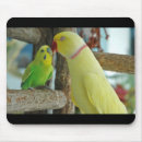 Sök efter parakiter elektronik Budgie