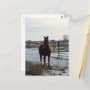 Sök efter hingst Snö