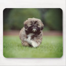 Sök efter min shih tzu musmattor Hund