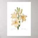 Sök efter lillies posters Blommor
