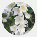 Sök efter jasmin klistermärken Blomma